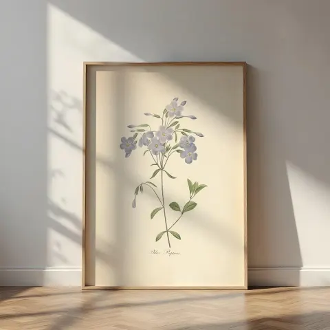 Vintage Phlox Stolonifera Canvas Print