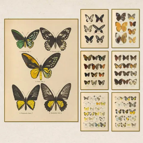 Vintage Butterfly Canvas Print