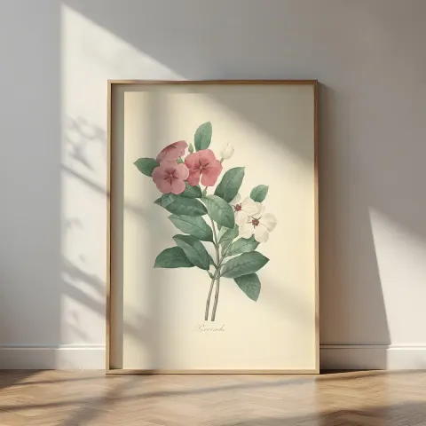 Vintage Catharanthus Roseus Canvas Print