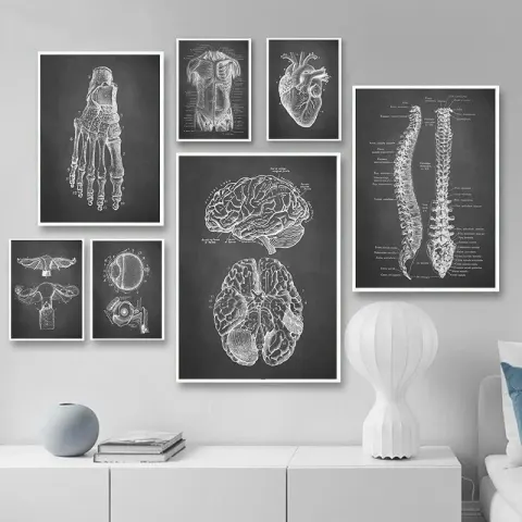 Vintage Organ Anatomy Canvas Print