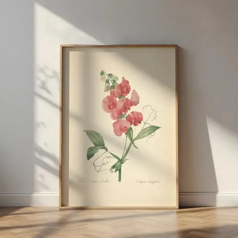 Vintage Sweet Pea Botanical Canvas Print