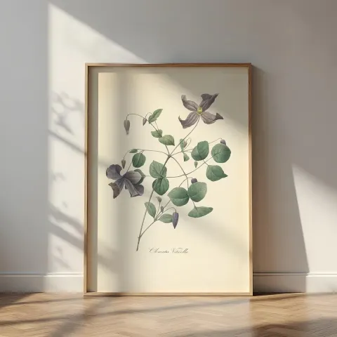 Vintage Clematis Viticella Canvas Print