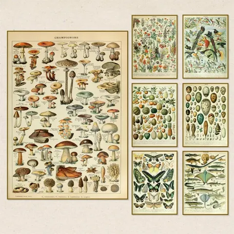 Vintage Natural History Canvas Prints